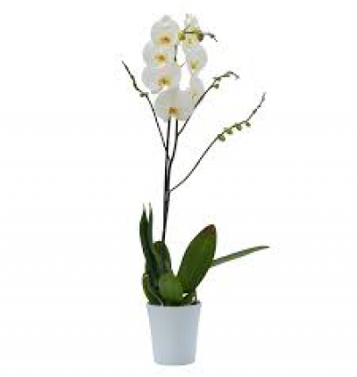 Çift dal dalmaçyalı orkide  Çiçeği & Ürünü Beyaz Tekli Orkide 