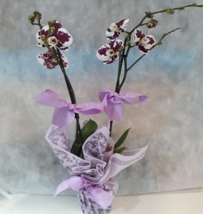  mor orkide Çift dallı Çiçeği & Ürünü Çift dal orkide renkli  