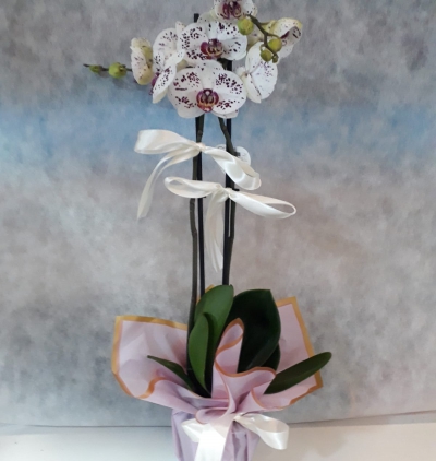 vazoda 12 beyaz gül Çiçeği & Ürünü Çift dal Dalmaçyalı orkide  
