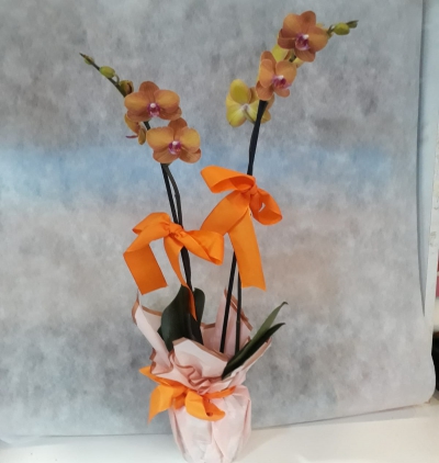 vazoda lilyumlar Çiçeği & Ürünü Çift dal renkli  