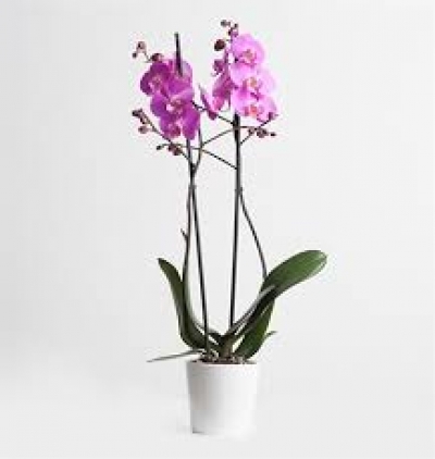 gelbera buketi  Çiçeği & Ürünü Çift Dal Orkide 