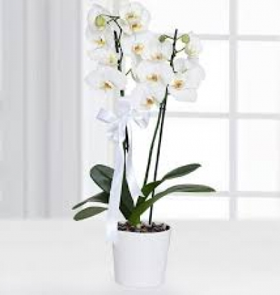 10 adet gül buket  Çiçeği & Ürünü Çift Dal Beyaz Orkide 