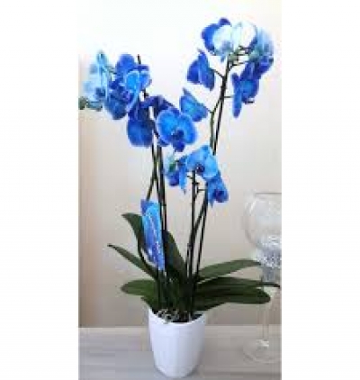 silindir vazo 9 gül Çiçeği & Ürünü Çift Dal Mavi Orkide 