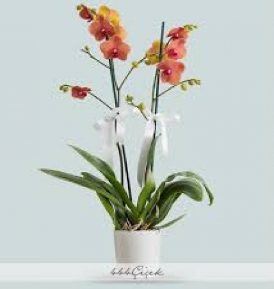  mor orkide Çift dallı Çiçeği & Ürünü Çift dal Renkli Orkide 
