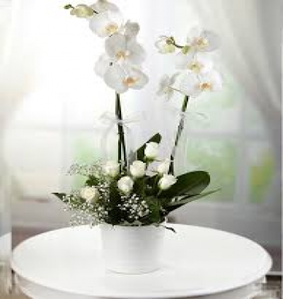 çerkezköy çiçek Çift Dal Beyaz Orkide Güllü 