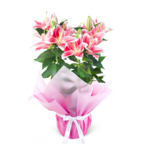  Çerkezköy Çiçek Saksıda Pembe Lilyum 